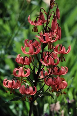 Фотография Лилия царские кудри (Lilium martagon) Подмосковье | Фотобанк  ГеоФото/GeoPhoto | GetImages Group