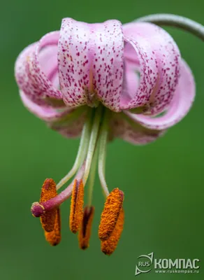 Возле Синевирского озера расцвела лесная лилия (ФОТО) | Голос Карпат