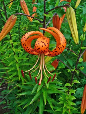лесная лилия мартагон растет в дикой природе Стоковое Изображение -  изображение насчитывающей красивейшее, яркое: 271751785