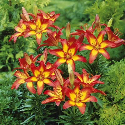 Photo of the bloom of Lily (Lilium 'Forever Linda') posted by gwhizz -  Garden.org