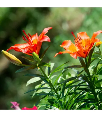 Photo of the bloom of Lily (Lilium 'Forever Linda') posted by jmorth -  Garden.org
