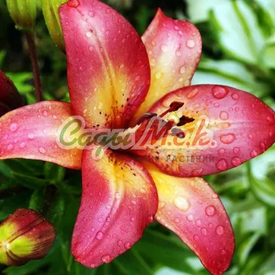 Photo of the bloom of Lily (Lilium 'Linda May') | Day lilies, Asiatic  lilies, Lilium