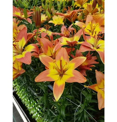 Photo of the entire plant of Lily (Lilium 'Linda May') posted by stilldew -  Garden.org