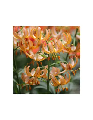 Лилия азиатская Tropical Joy (Тропикал Джой) купить выгодно ✵ Сады-Эдема.рф  – интернет магазин растений для сада