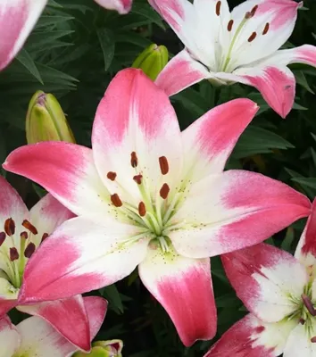 LILIUM LOLLIPOP. ASIATIC LILY Stock Photo - Alamy