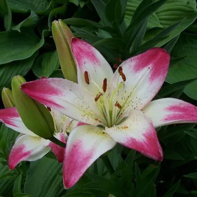 Asiatic Lily 'Lollipop' | Types of lilies, Different types of lilies, Lily  flower