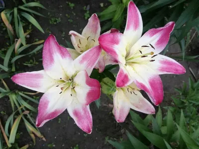 File:Lilium 'Lollypop' 6 2021 Asiatic Hybrid Lily- (51273789895).jpg -  Wikimedia Commons