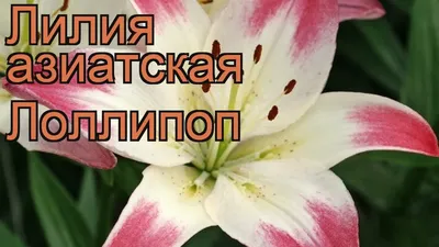 Купить Лилию Лоллипоп (Луковицы) - фото и описание, отзывы - доставка по  всей России в интернет магазине Долина Растений
