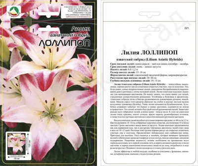 Лилия Lollypop (Лоллипоп)🌷 - купить луковицы и клубни в Украине |  FLORIUM.UA✓