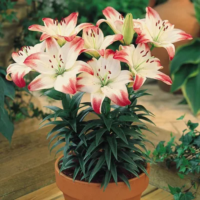 The flowers of a Lily 'Lollipop' (Lilium 'Lollypop' Stock Photo - Alamy