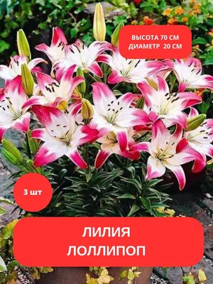 Лилия Лоллипоп (Lollypop) - луковицы лилий купить в Астане, заказать почтой  по Казахстану, недорого в интернет-магазине