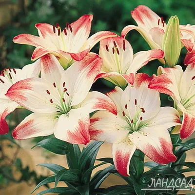 Lily Asiatic Lollypop - 5 bulbs - Longfield Gardens