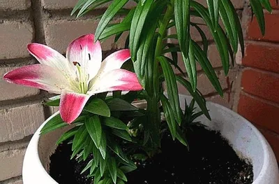 Lily (Lilium 'Lollypop') in the Lilies Database - Garden.org