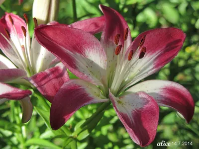 Lily Lollipop | Mirror Garden Offers