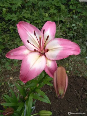 LILIUM LOLLIPOP. ASIATIC LILY Stock Photo - Alamy