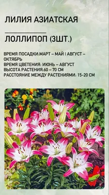 Лилия Лоллипоп - 69 фото