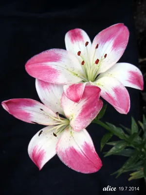 Lilium lollypop hi-res stock photography and images - Alamy