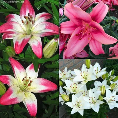 Photo of Lilium Lollipop (Lily)
