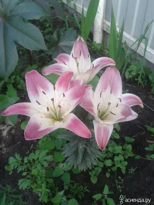 Buy Lollipop Lilies at Spring Hill Nursery