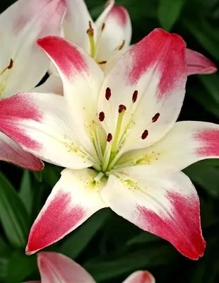 My Lilium Lollipop | My Little Place In The Universe Of Spaces.