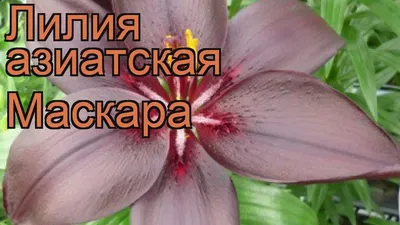 Агрохолдинг Поиск Лилия азиатская Маскара 2шт