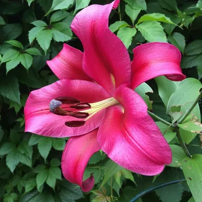 Asiatic Lily Mascara | Lily bulbs, Lily, Asiatic lilies