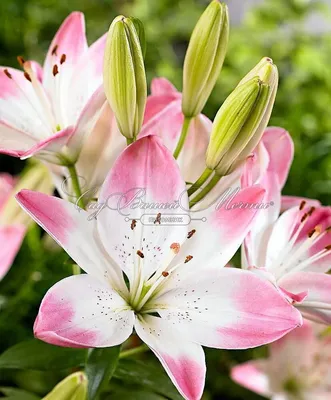 Lilje Mascara - Lilium Mascara - Blomsterløg - Plantetorvet.dk