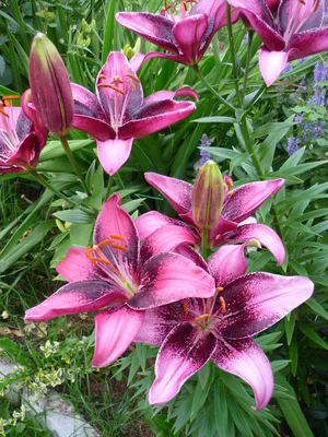 Mascara Asiatic Lily - 2 Bulbs - Dark Wine Red - 14/16cm - Walmart.com