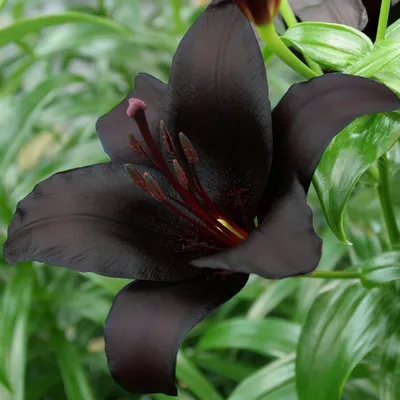 Bulb flowers, Lily bulbs, Asiatic lilies