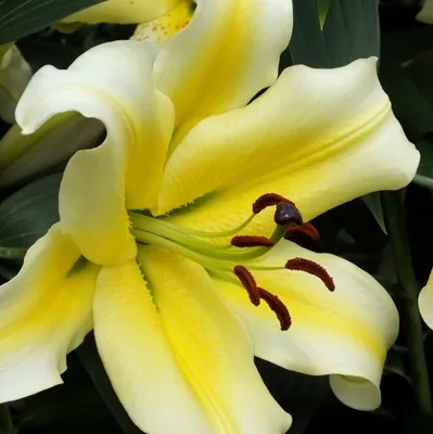 Lilium hybr. Mascara, Asiatisk Lilja, P11cm