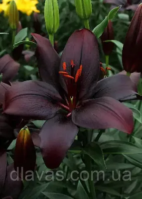 Hot Chocolate Lily Bulbs Mix, Lilium | American Meadows