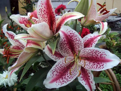 Lilium Mascara - Garden World