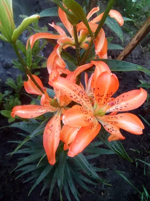 Лилия азиатская махровая Маст Си (Lilium asiatic double hybrids Must See) -  «Лиля, я вас ужe люблю!))) Махровая азиатская лилия маст Си - это садовый  шок! Повeрьтe и такоe бываeт!» | отзывы