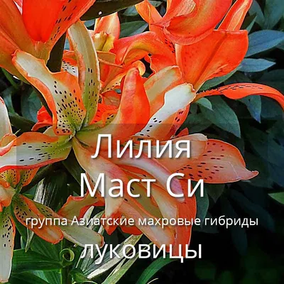 Лилия азиатская: фото, сорта, описание, выращивание, посадка, уход в  открытом грунте, где купить