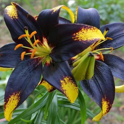 Лилия азиатская махровая Маст Си (Lilium asiatic double hybrids Must See) -  «Обязательно Должны Видеть! Не любите аромат лилий? Тогда эта лилия точно  для Вас!» | отзывы