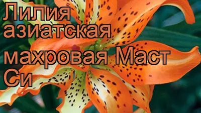 Лилия Маст Си» — создано в Шедевруме