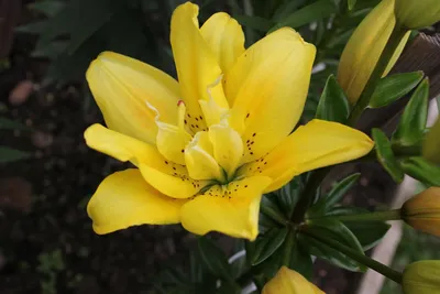 Лилии с веснушками: разбираемся в сортах лилий в крапинку | Ботаничка | Дзен