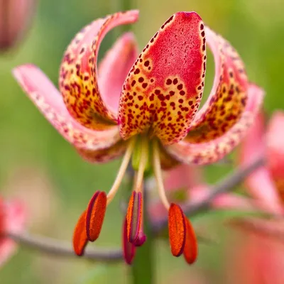 Лилии с веснушками: разбираемся в сортах лилий в крапинку | Ботаничка | Дзен