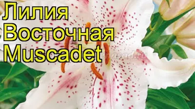 Лилия восточная горшечная Мускадет (Muscadet) луковицы 3 шт 12/14 сотка —  купить в интернет-магазине по низкой цене на Яндекс Маркете