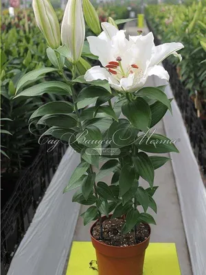 Лилия восточная Lilium Oriental \"Muscadet\" : С2/3 | Сибирские газоны -  Сибирские газоны