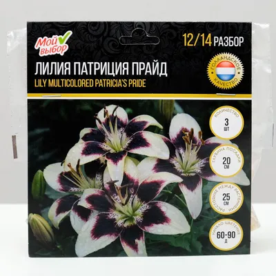 Луковица Лилии Патрисия Прайд