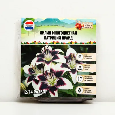Купить Лилия Азиатская \"Патриция Прайд\", р-р 12/14, 3 шт (3281587) в Крыму,  цены, отзывы, характеристики | Микролайн