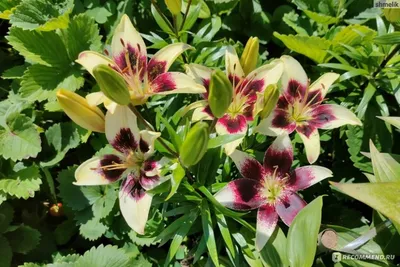 FlowerWorld | Лилия - Патриция Прайд (Lilium Patricia's Pride).🌷 | Дзен