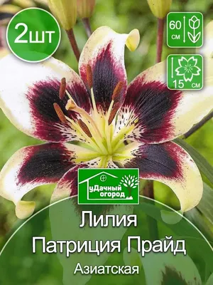 Лилия Патриция Прайд (Patricia Pride) 2 шт купить, отзывы, фото, доставка -  РЦ маркет