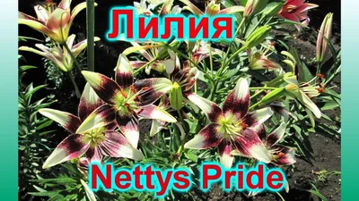 Лилия Азиатская Патриция Прайд/ Patrisia's Pride от Колор Лайн - «Красавица  Патриция Прайд. Сравнение с лилией Неттис Прайд. » | отзывы
