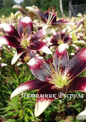 Лилия Netty's Pride (Неттис Прайд)🌷 - купить луковицы и клубни в Украине |  FLORIUM.UA✓
