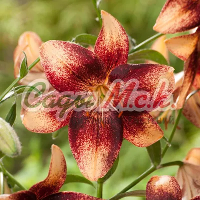 PlantFiles: Picture #2 of Asiatic Lily 'Purple Reign' (Lilium) | Day  lilies, Lily flower, Flowers