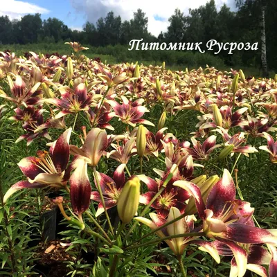 Луковицы Лилии купить по выгодной цене в интернет-магазине OZON (1142531426)