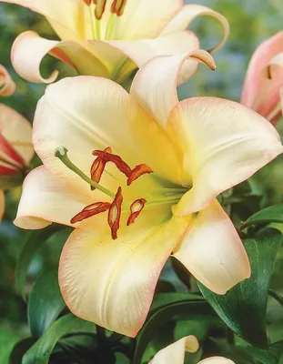 ОТ ГИБРИДЫ (ОТ Hybrids ( Oriental x Trumpet ))