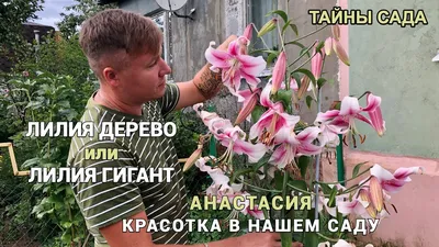 ✿ Лилия Ред Датч 1 уп. (2 шт.) купить за 199 руб, доставка почтой, оплата  при получении